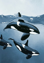 Orca pod print