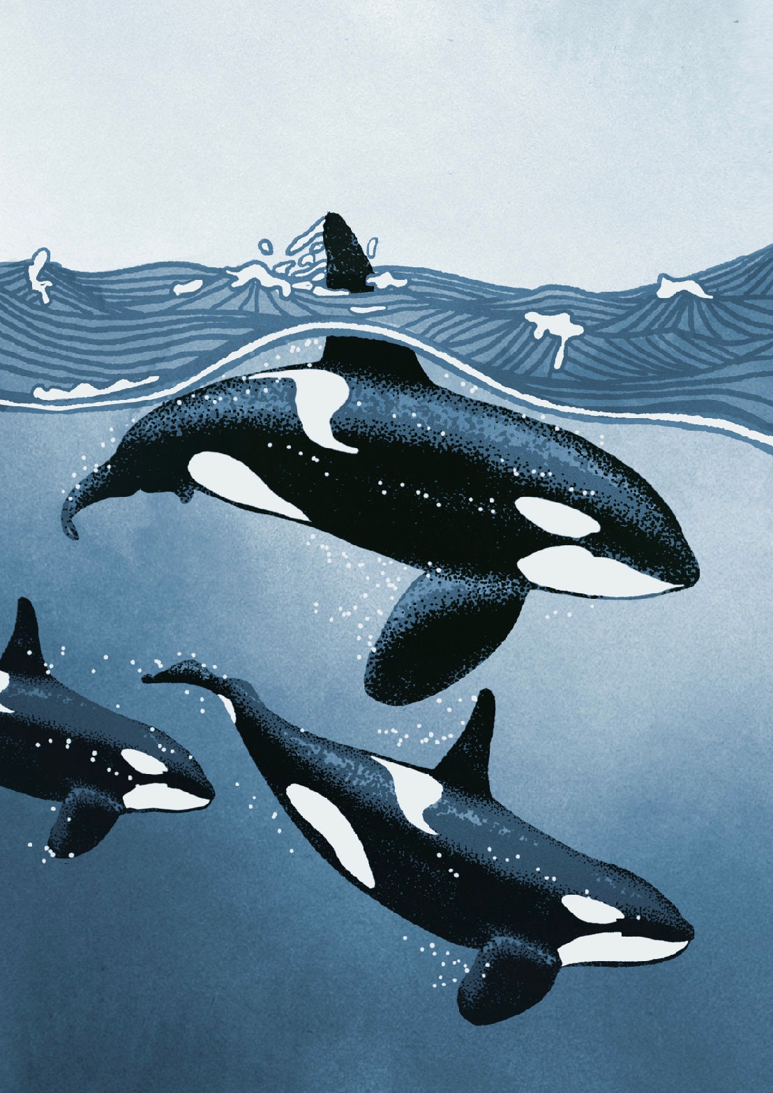 Orca pod print