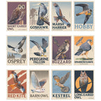NEW! Birds of Prey - 2027 retro illustrated calendar