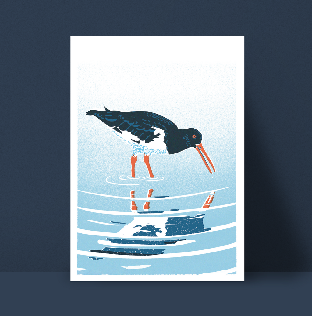 Oystercatcher print