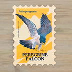 Peregrine Falcon vinyl sticker