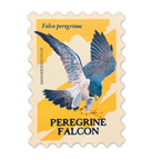 Peregrine Falcon vinyl sticker