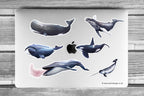 Whale Sticker Sheet