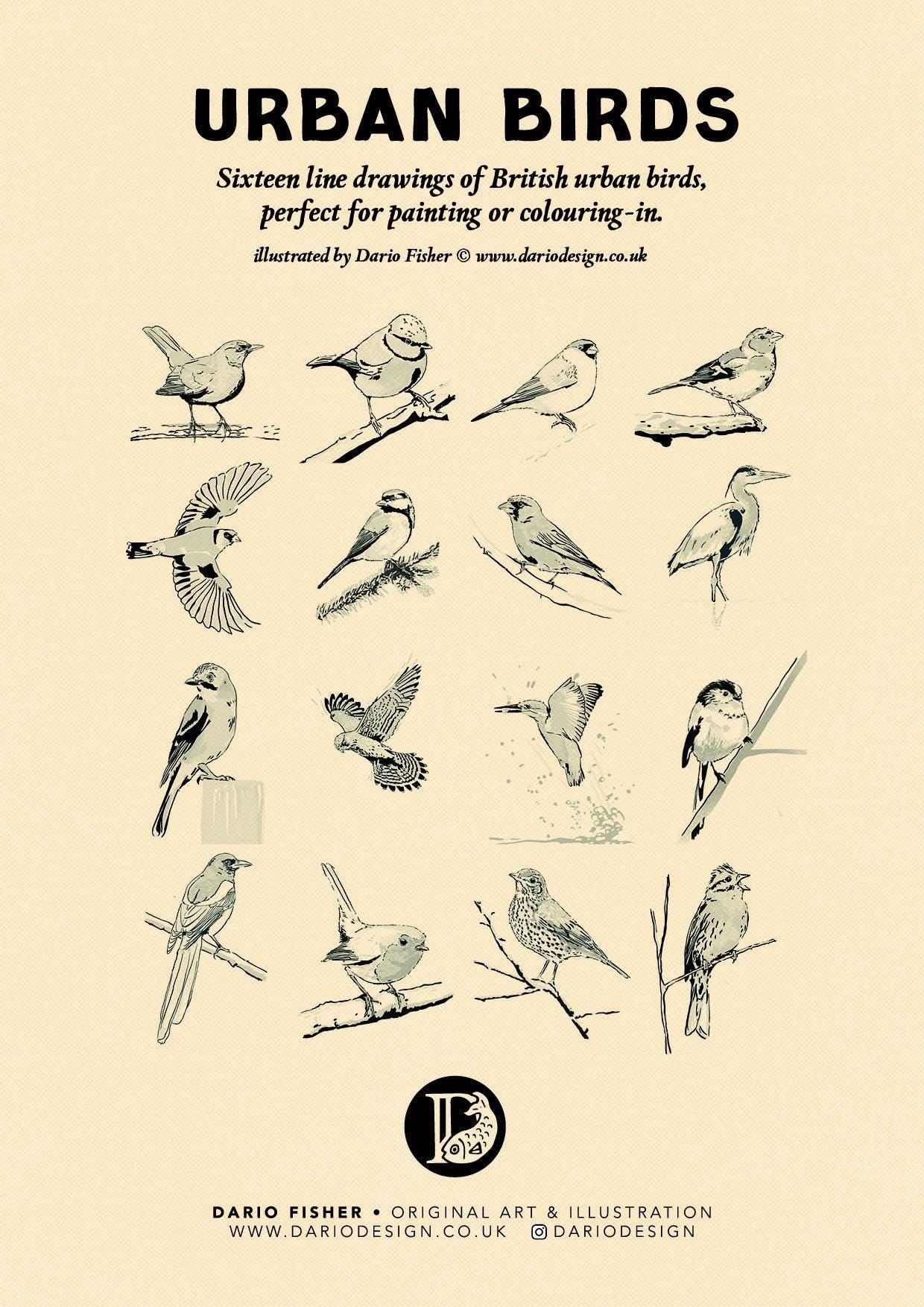 Urban Birds - illustrated book for colouring-in or painting