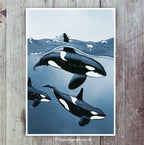 Orca pod print