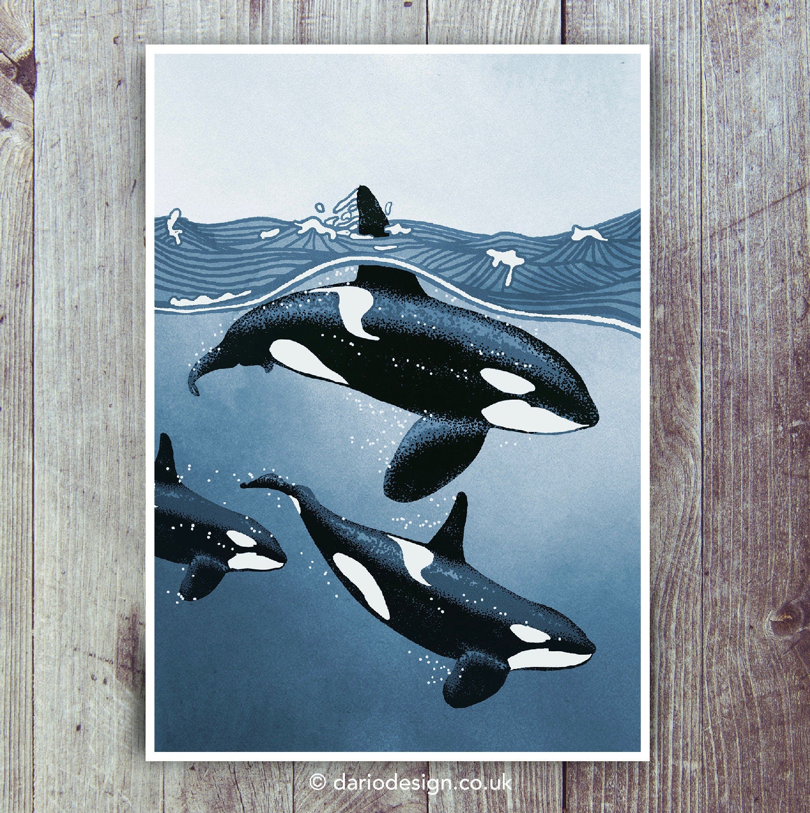 Orca pod print