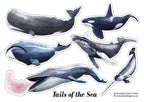 Whale Sticker Sheet