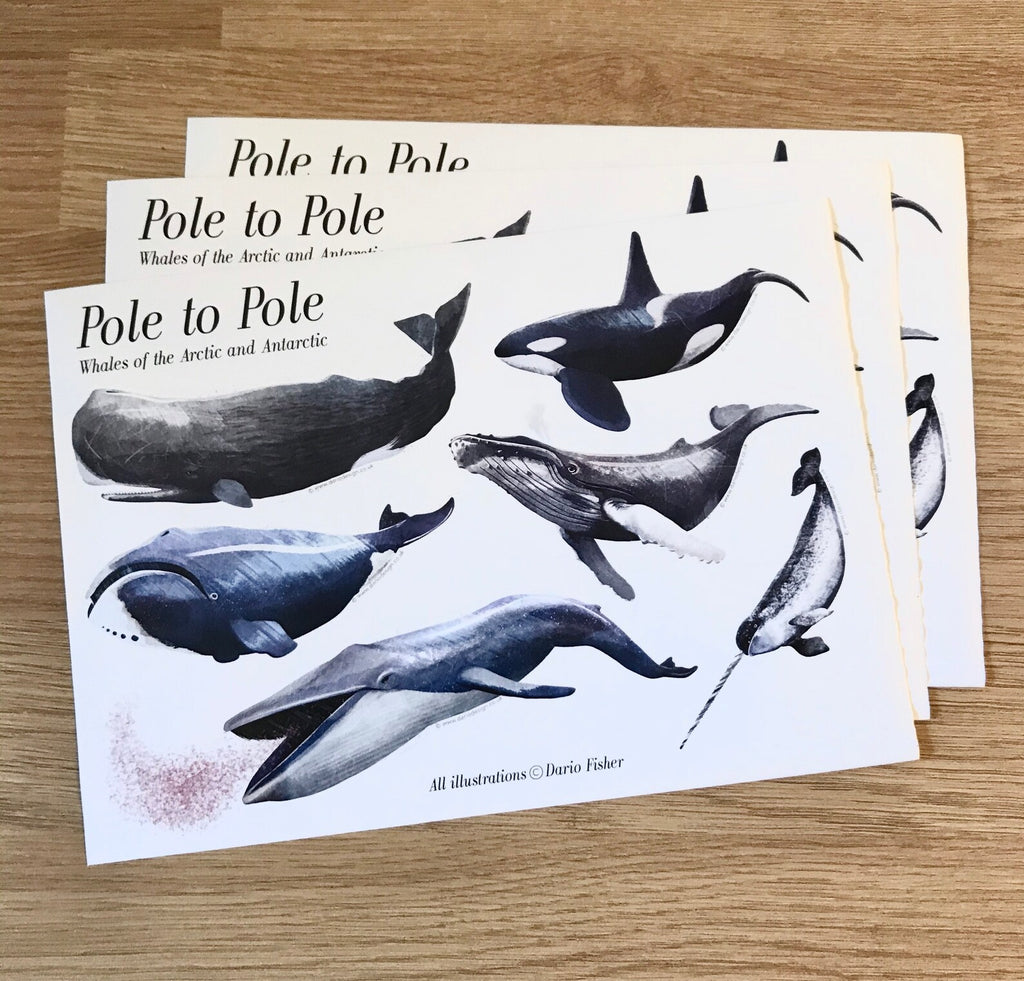 Whale Sticker Sheet