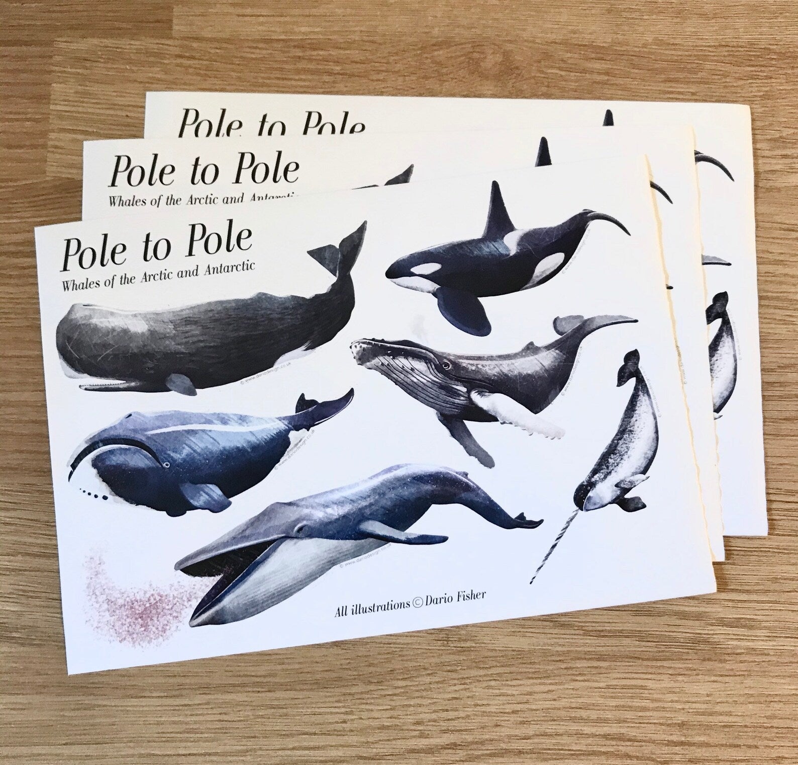 Whale Sticker Sheet